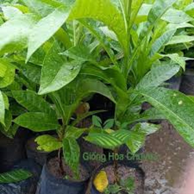 CÂY SALA ( CÂY NGỌC KỲ LÂN , CÂY ĐẦU LÂN ) GIỐNG