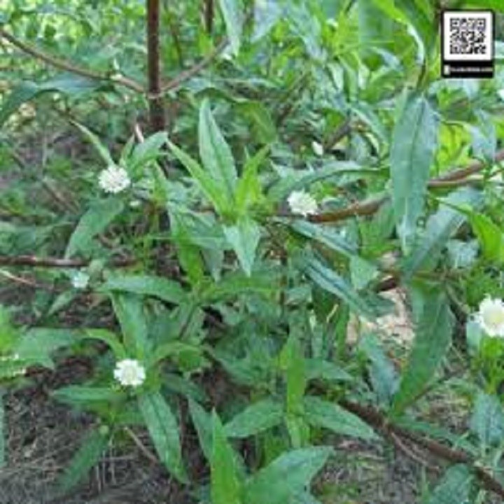 CHẬU CÂY CỎ MỰC ( CÂY NHỌ NỒI)