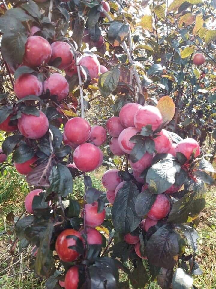 CÂY GIỐNG MẬN ĐỎ MEXICO THÂN LÁ ĐỎ SIÊU NGỌT, SIÊU QUẢ, SIÊU NĂNG SUẤT,SIÊU KINH TẾ- CAM KÊT GIỐNG CHUẨN F1