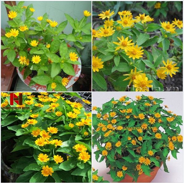 Hạt giống hoa cúc mặt trời - gói 50 hạt