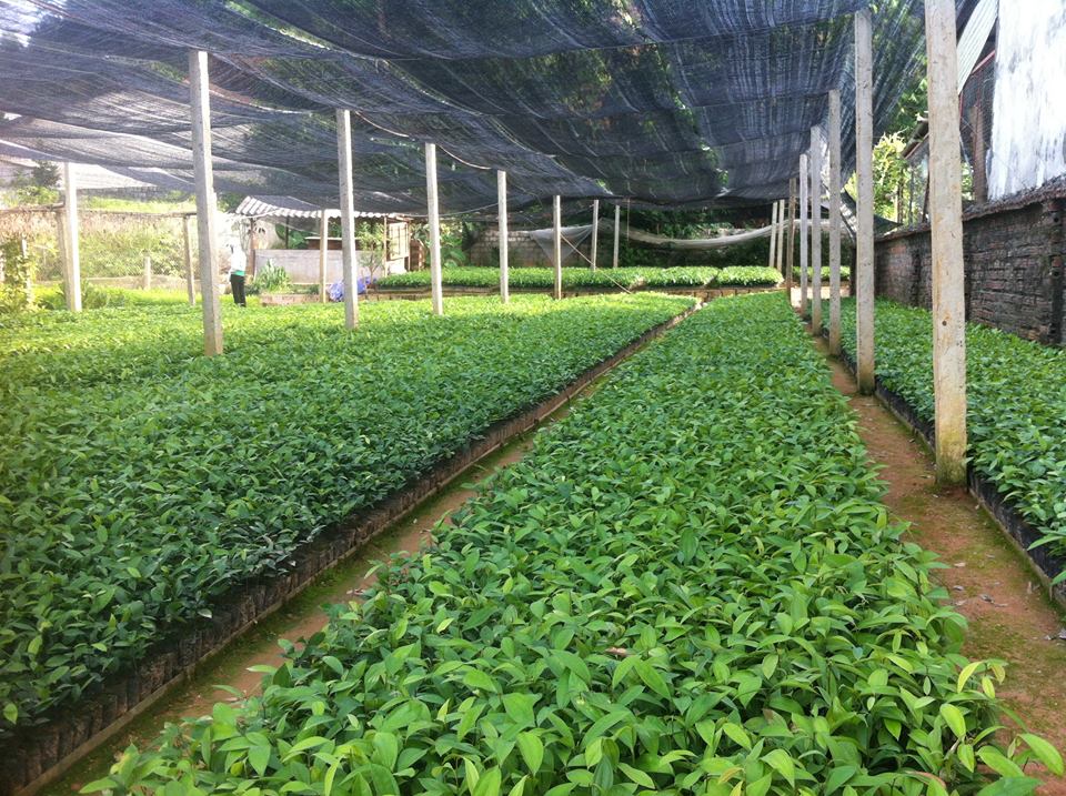 Cây quế giống , cam kết chất lượng