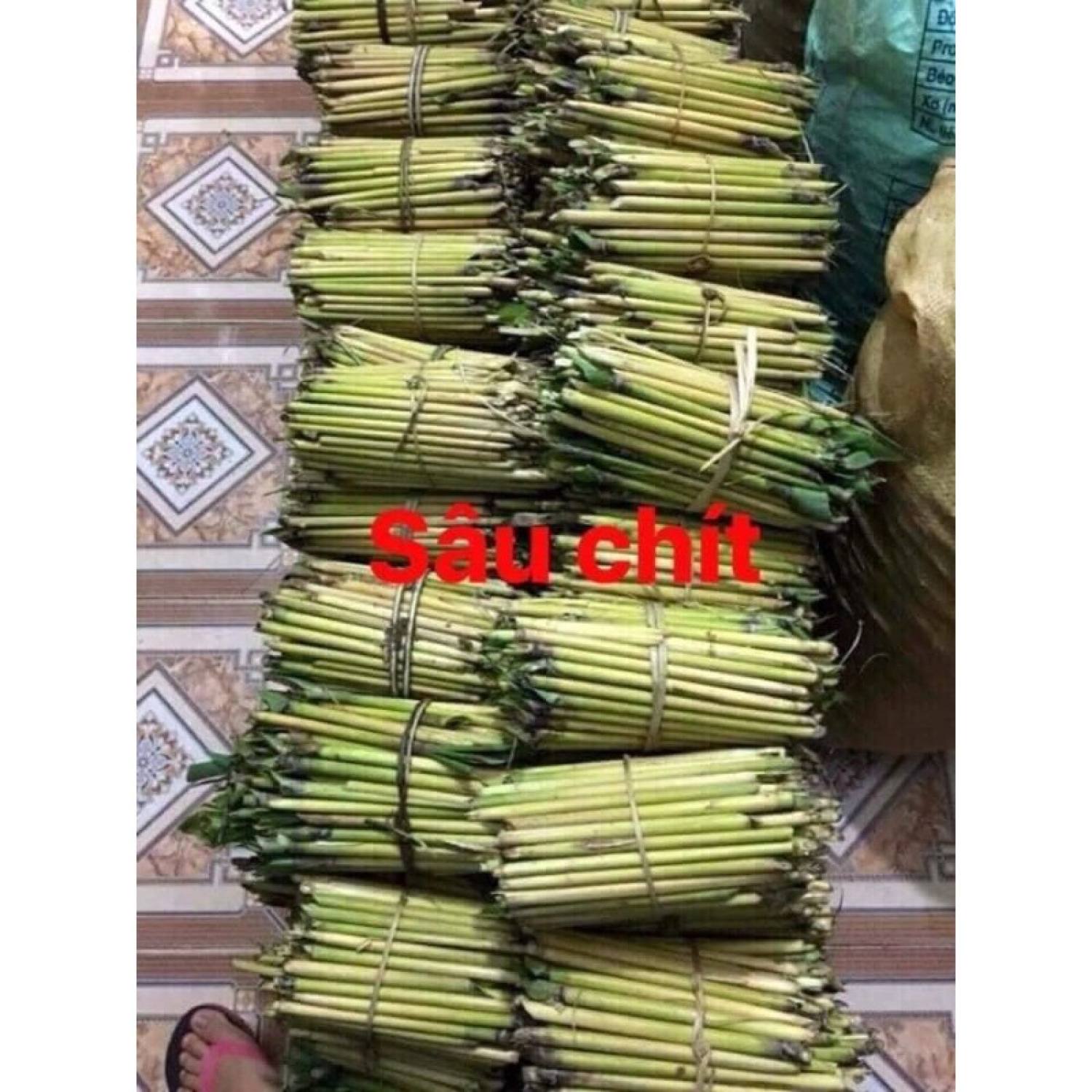 100 cây sâu chít