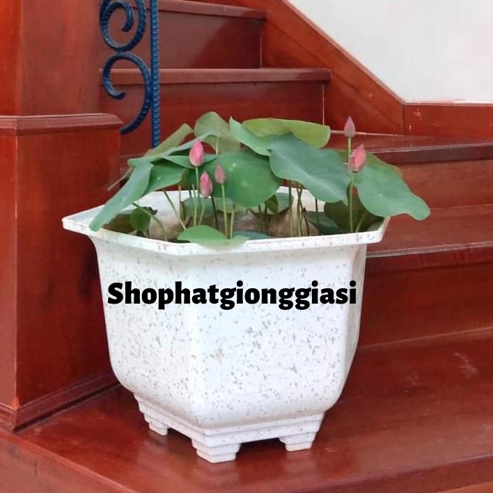 (Đã Cắt Đầu) Combo 10 Hạt Sen Mini Full Màu