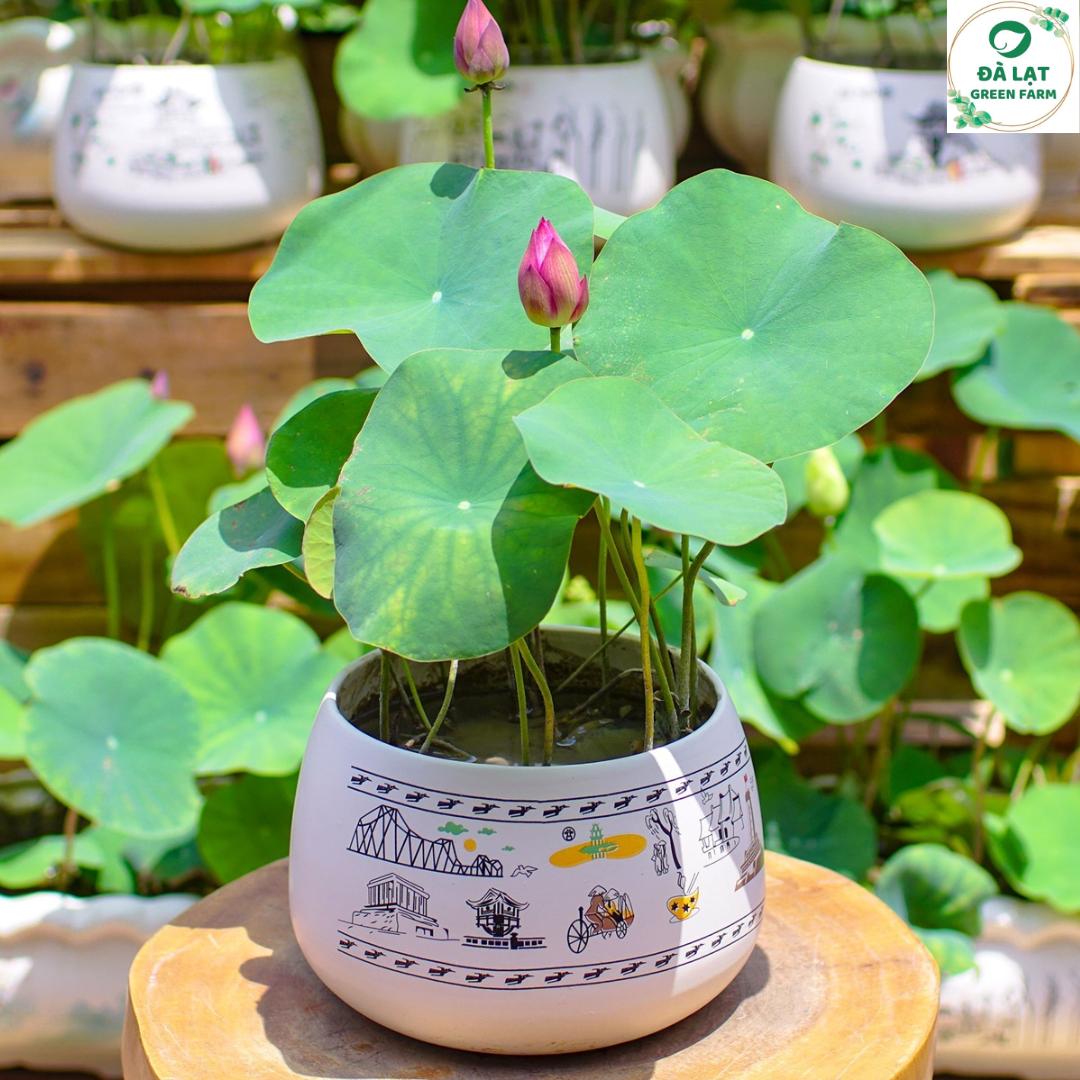 1K_Hạt Giống Hoa Sen Mini Nhật nhiều màu