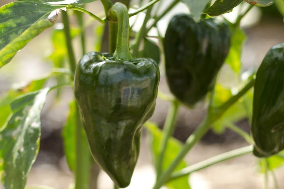 Hạt Giống Ớt Ngọt Xanh Ancho