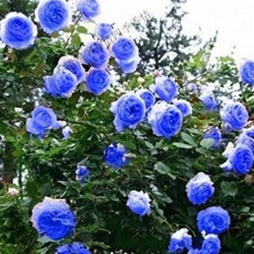 COMBO 3 CÂY GIỐNG HOA HỒNG NGOẠI GỐC ĐẠI, GIÁ SIÊU RẺ 15K CBCGHNQ