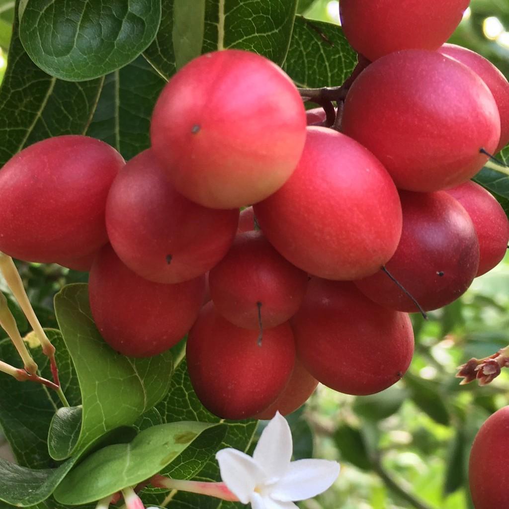 Cây giống si rô.