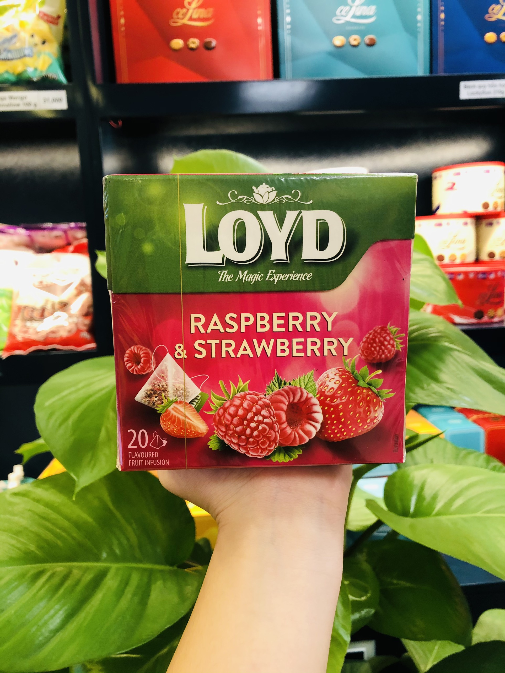 TRÀ LOYD DATE T3/4-2024
