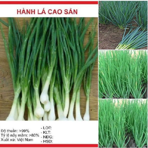 Hạt giống hành lá hành gốc trắng(gói 1gr)
