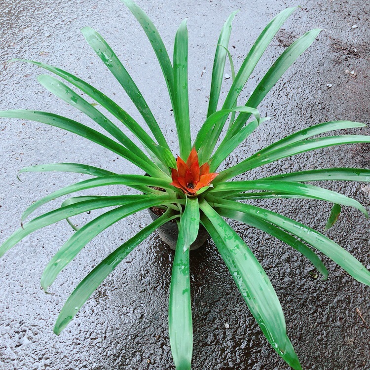 Phong Lộc Hoa