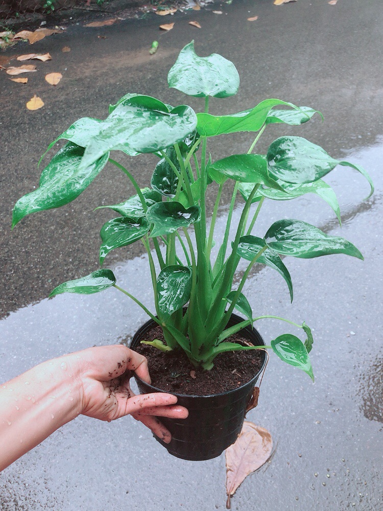 [HCM]Cây Môn Tai Phật
