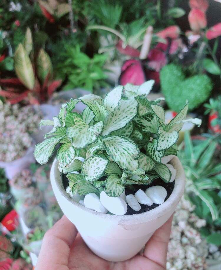 Chậu Cây Cẩm Nhung Xanh (cây may mắn)