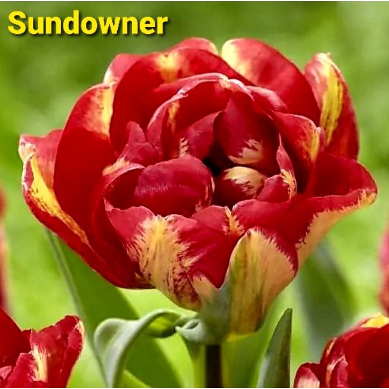 Củ giống hoa Tulip đơn - Hà Lan