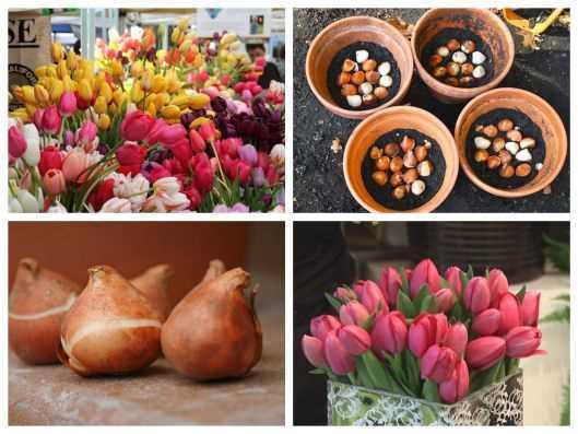 Bộ 5 củ giống hoa tulip nhiều màu - hoa trồng chơi tết
