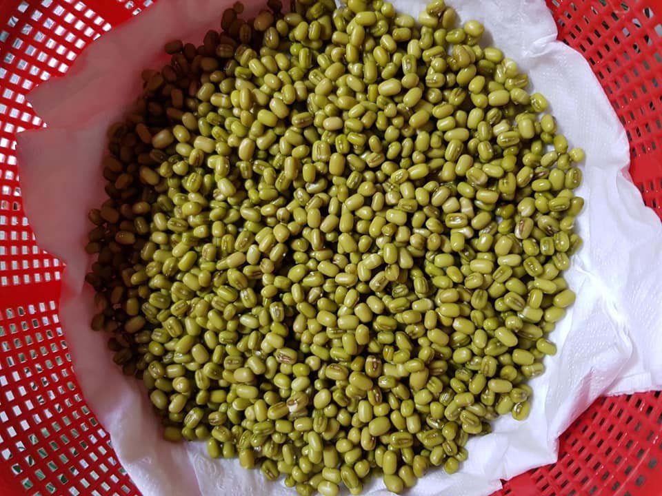 "Gói 100Gr Hạt " Hạt giống mầm đậu xanh ( mầm giá )
