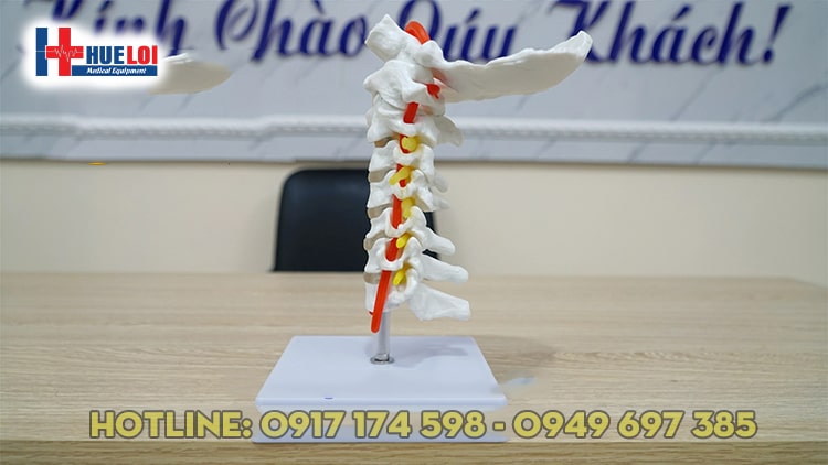 [HCM]MÔ HÌNH  THỰC HÀNH GIẢI PHẪU CỘT SỐNG CỔ