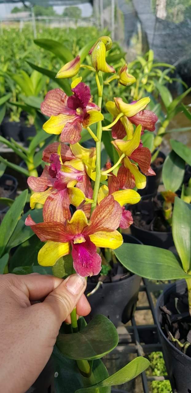 [Siêu Sale] denro nắng chớp cam lửa chậu trưởng thành đứng đọt sắp hoa