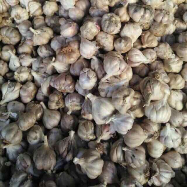 Tỏi ta Kinh Môn hải Dương thơm ngon