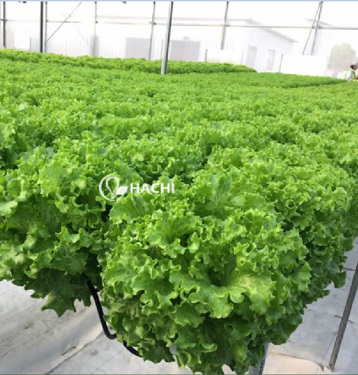 Hạt giống xà lách xoăn xanh ( 5gr/gói )