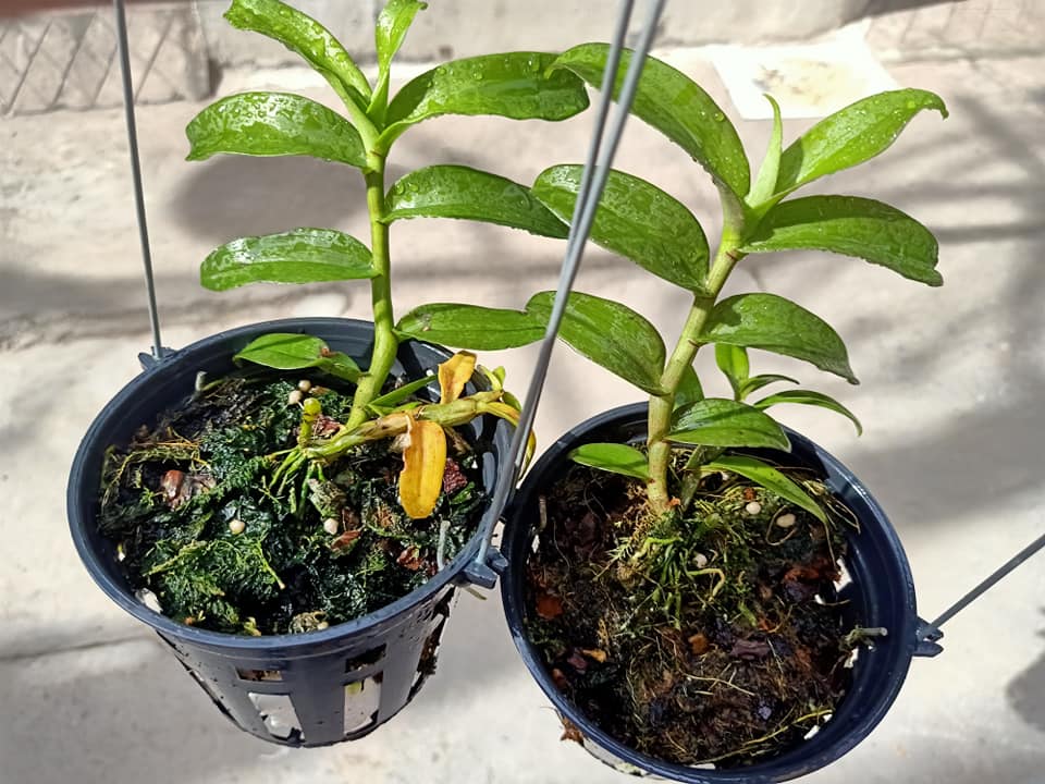 Phi điệp Daklay chậu 52 thân to mập