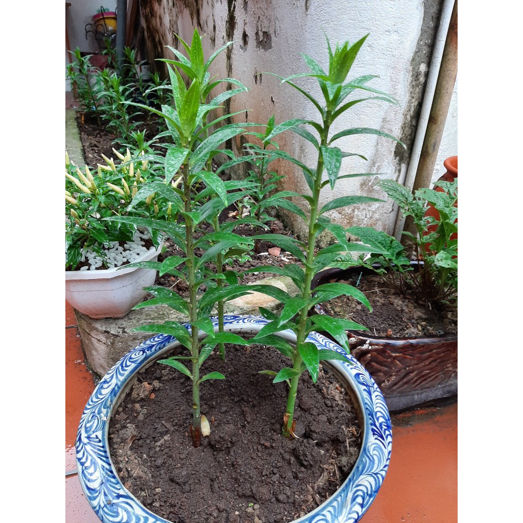 Combo 10 Củ Ly Thân cao Hoa Đủ Màu (Củ Ly Giống)