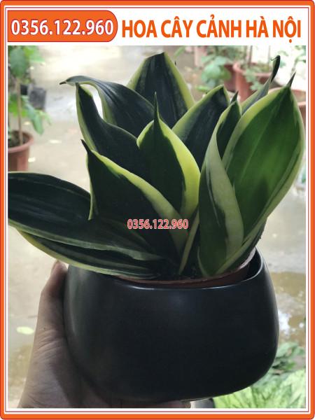CÂY LƯỠI HỔ THÁI