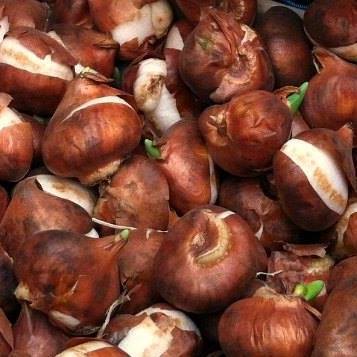 Set 5 củ hoa tulip mix 5 màu  ( 5 màu  đỏ , vàng , cam,tím sọc , trắng đỏ lửa )