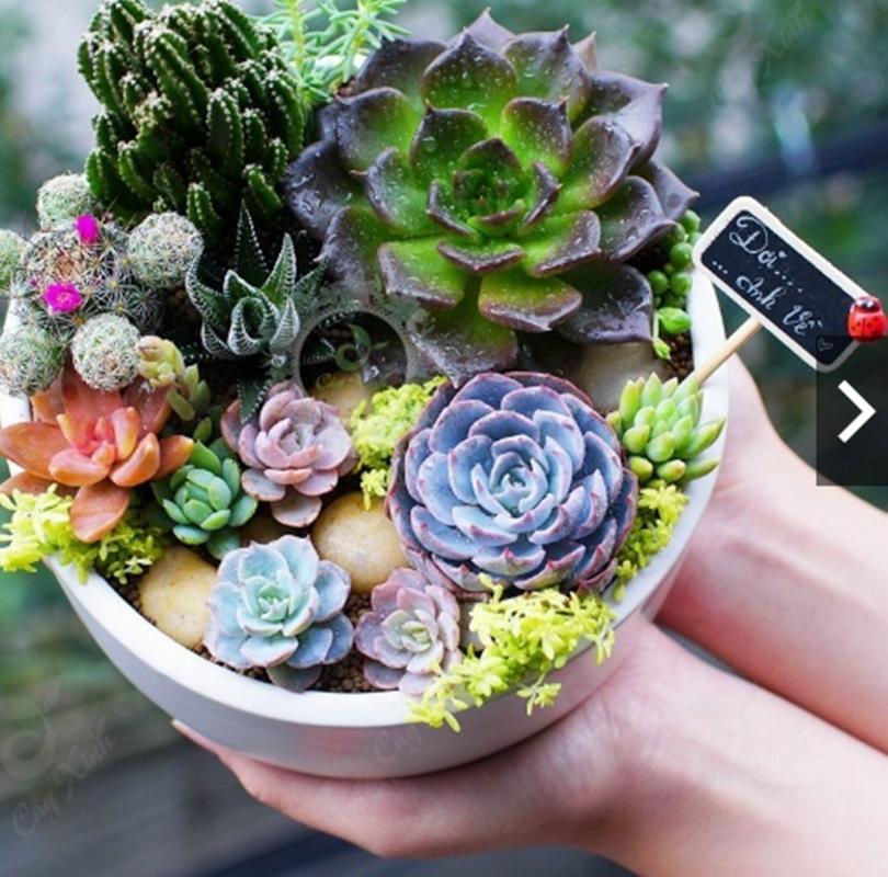 Combo 1 gói Hạt giống hoa Sen đá mix 1 gói kích nảy mầm, 1 gói phân bón nảy chồi ra lá