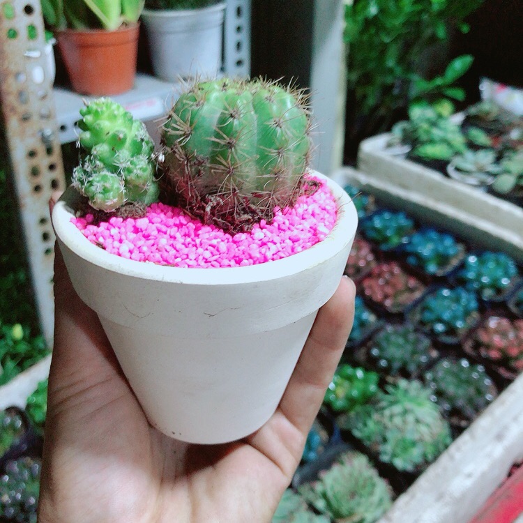 Chậu Cây Xương Rồng