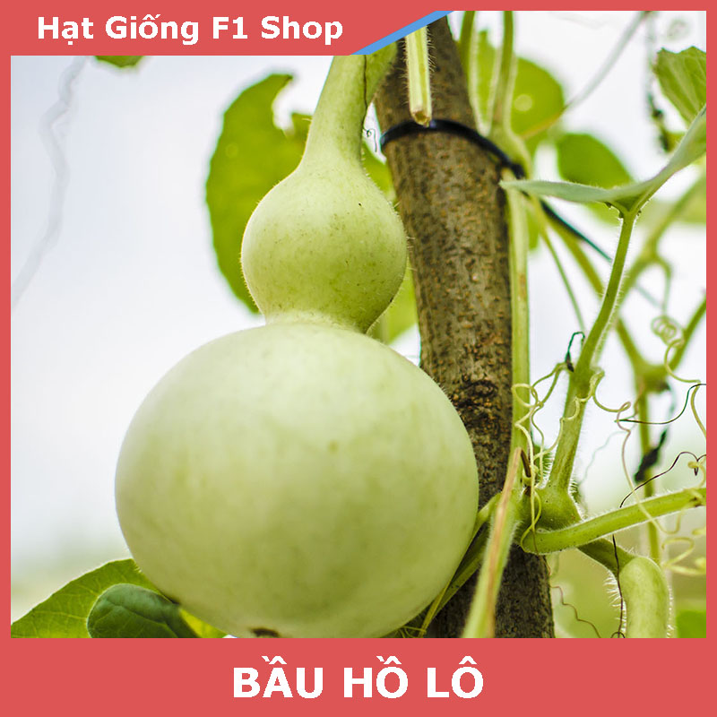 Hạt Giống Bầu Hồ Lô Đẹp Mắt