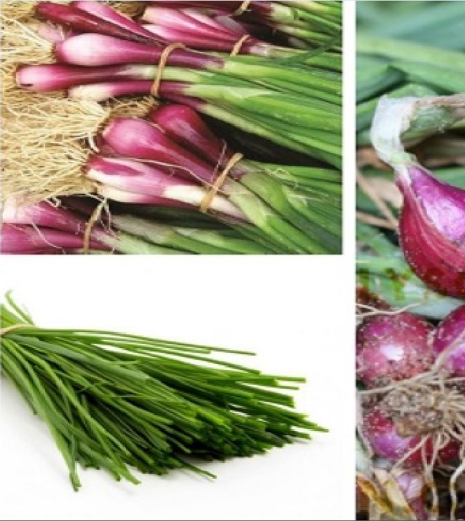 Hạt giống hành gốc tím cao sản - gói 2gram(1150 hạt)