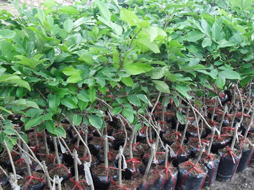 Cây chôm chôm nhãn ghép cam kết mang đến sự hài lòng cho khách hàng