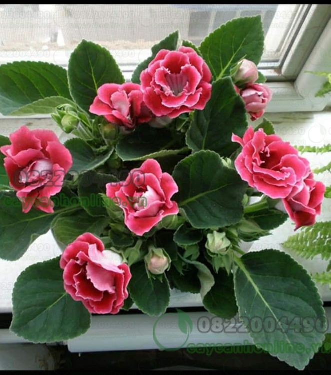 Hạt giống hoa Tử la lan nhiều màu ( 1 gói 5 hạt )  - VTNT