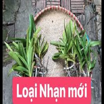 Hoa lan hồng nhạn( Cây đơn thân quý và hiếm)
