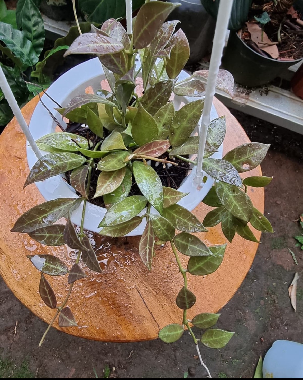 Cẩm cù Hoya Rebecca: Lá đẹp, hoa thơm
