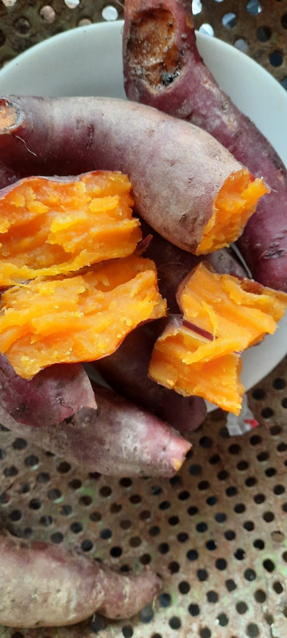 2 KÝ KHOAI LANG MậT LOAI TRUNG(8-10Củ 1 KÝ)- SAM LÊ SHOP