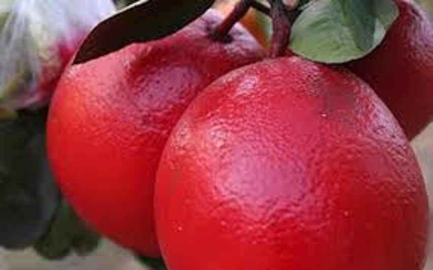 Cây giống bưởi đỏ luận văn tiến vua