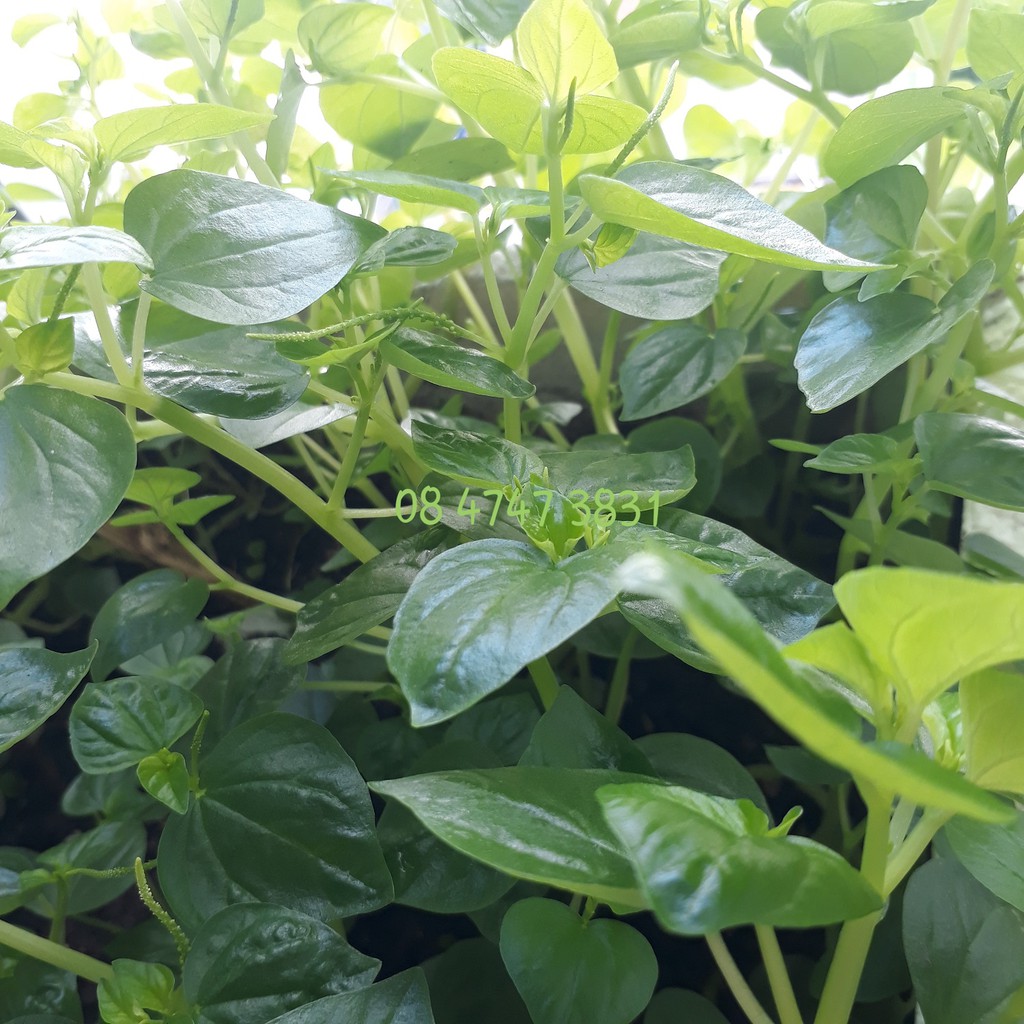 [gói 0.5gr] Hạt giống Rau Càng Cua