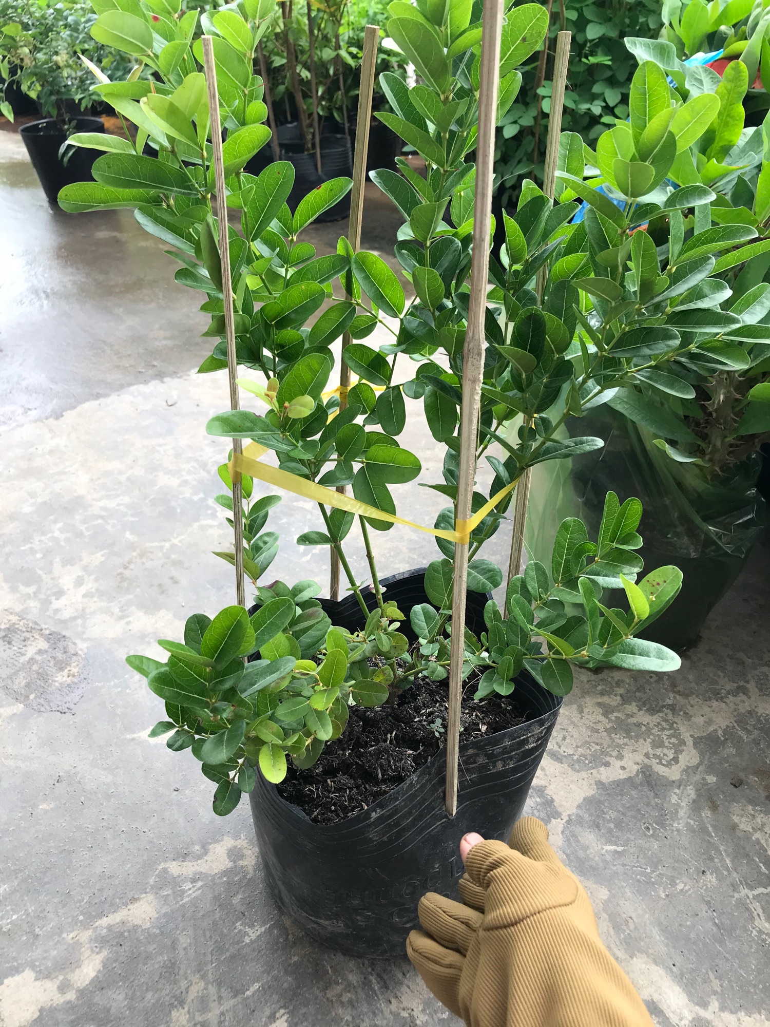 Cây siro + tặng phân bón cho cây