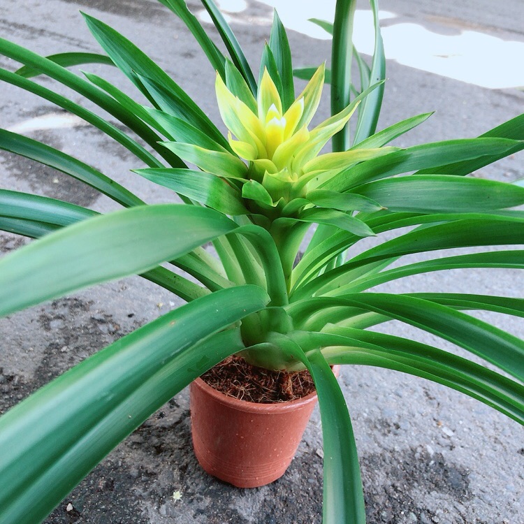 Cây Phát Lộc Hoa Màu Vàng