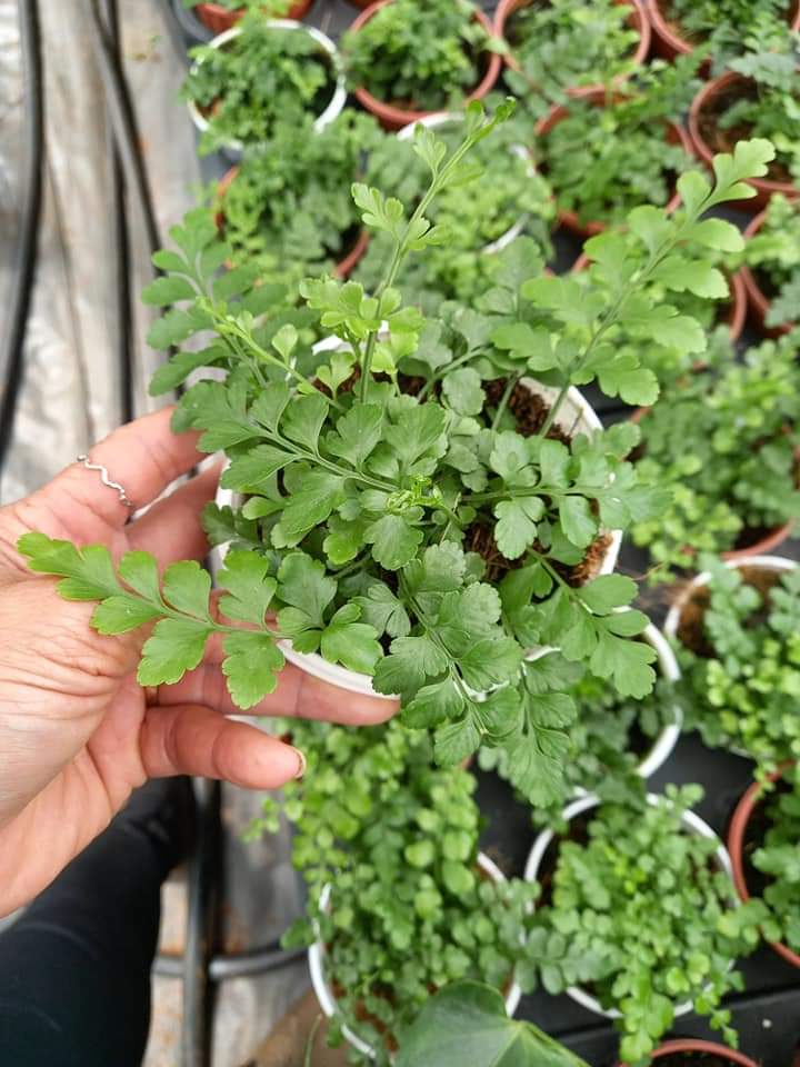 Dương Xỉ Hà Lan - Asplenium Ribbon