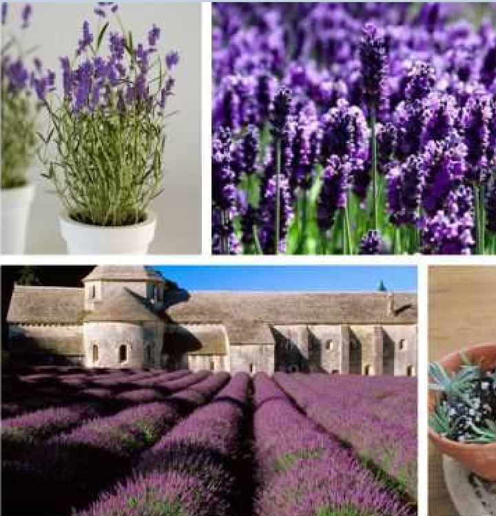 Bộ 2 gói Hạt giống hoa oải hương ( Lavender tím ) tặng 1 kích hạt nảy mầm