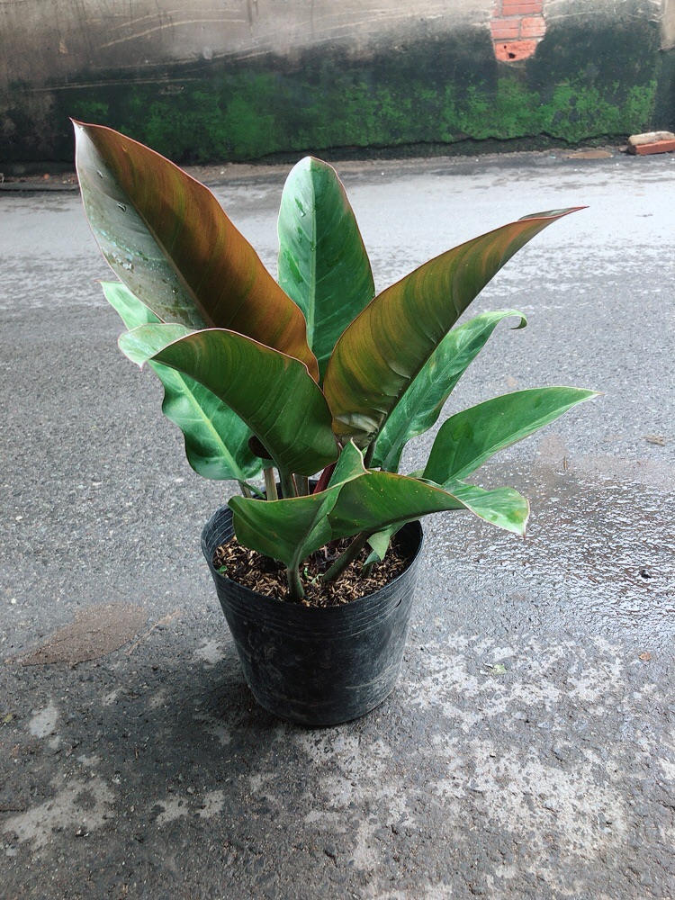 [HCM]Trầu Bà Đế Vương Đỏ