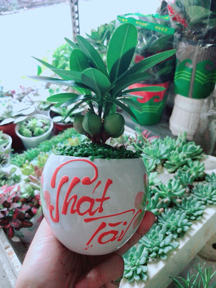 [HCM]Chậu Cây May Mắn Phát Tài