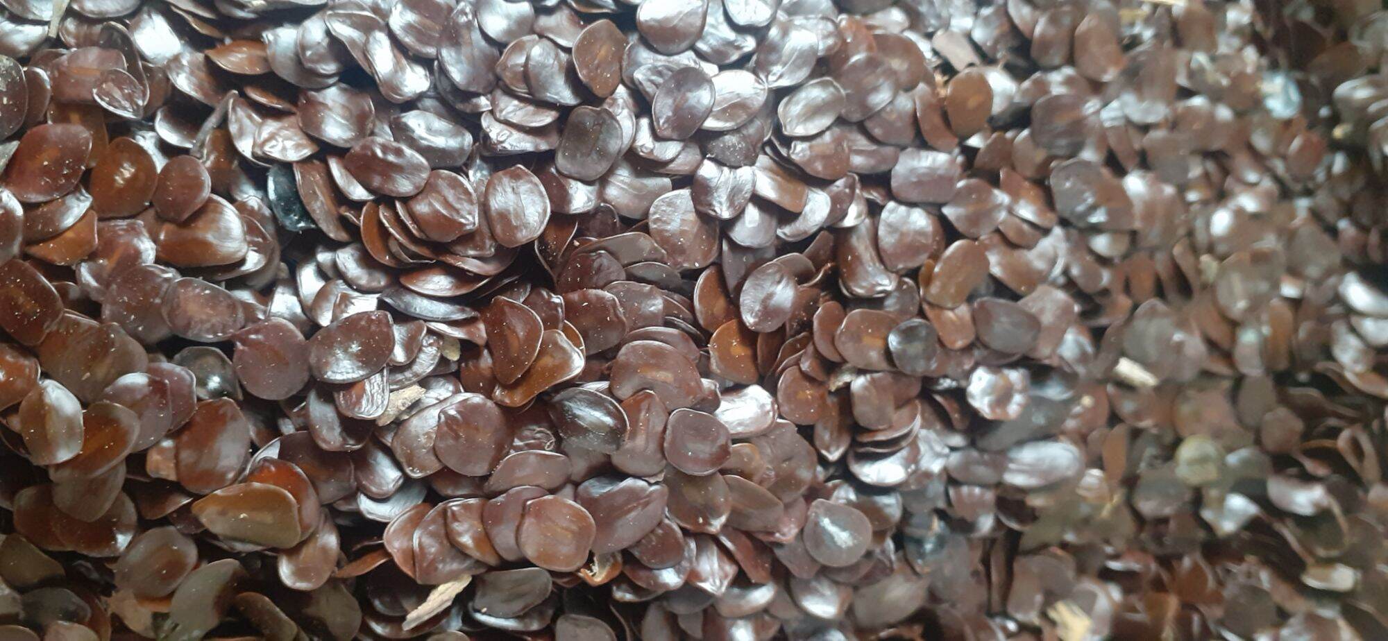 200 gram hạt muồng đen giống