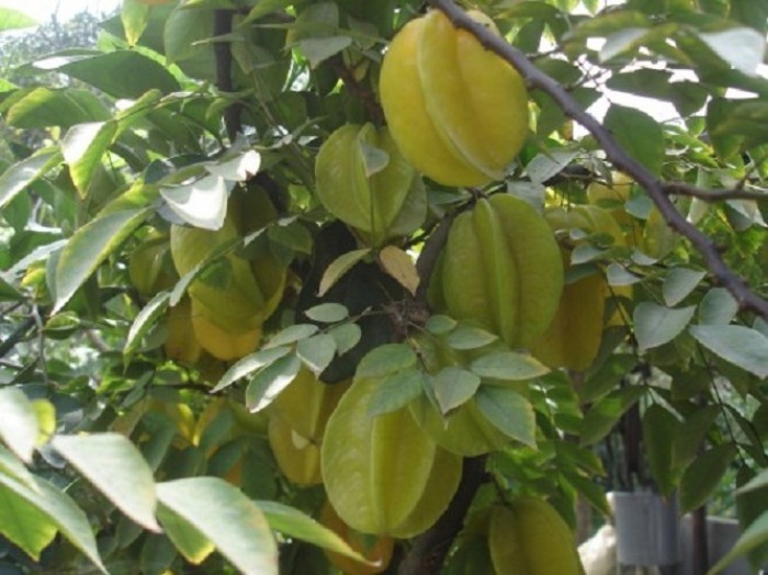 CÂY GIỐNG CÂY KHẾ CHUA, QUẢ SỚM, SIÊU QUẢ