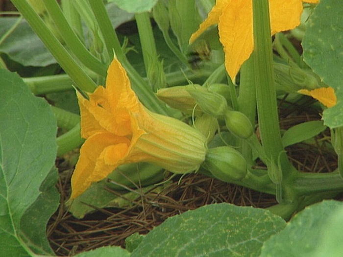 " Gói 10 "Hạt Giống Bí Đỏ Da Xanh Nhật Bản [Seeds]