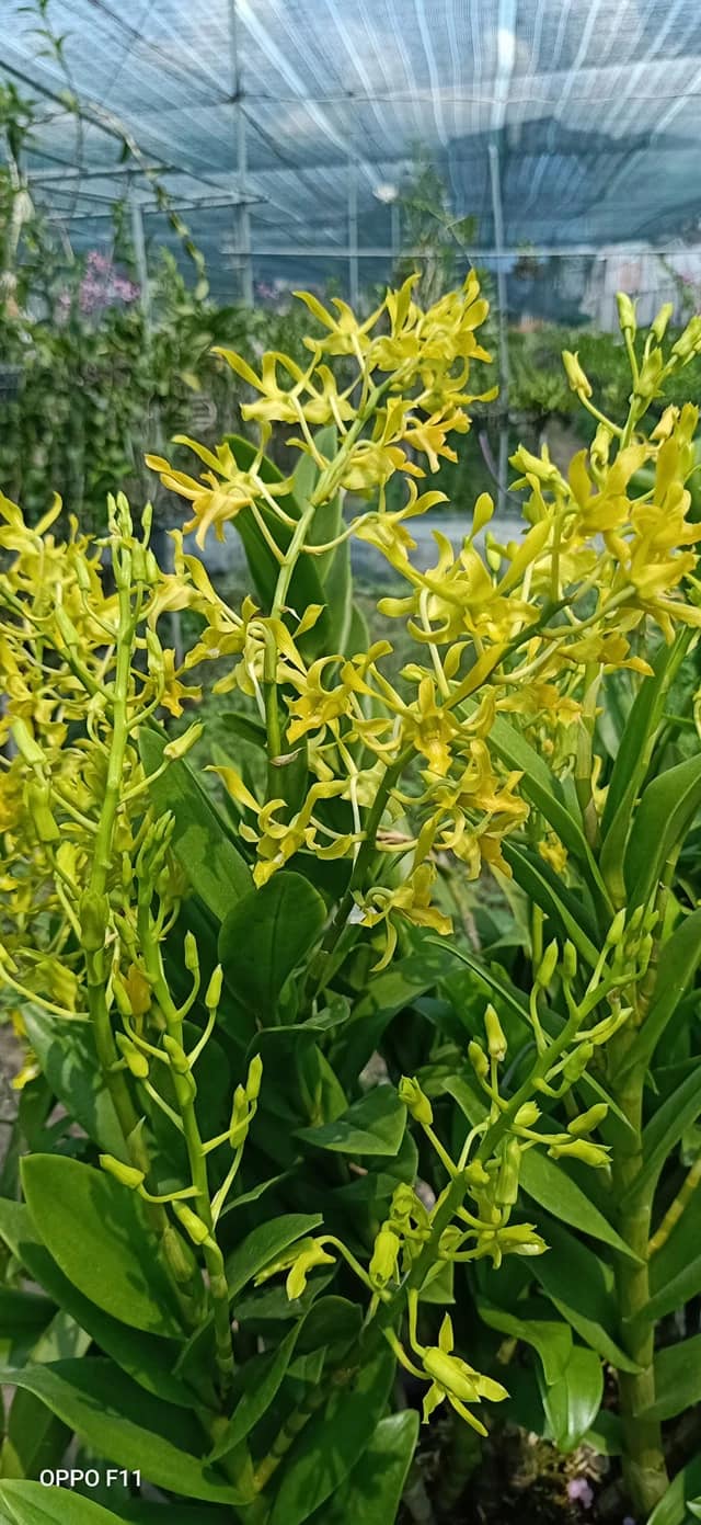 Hoa Lan Denro Rồng Xanh