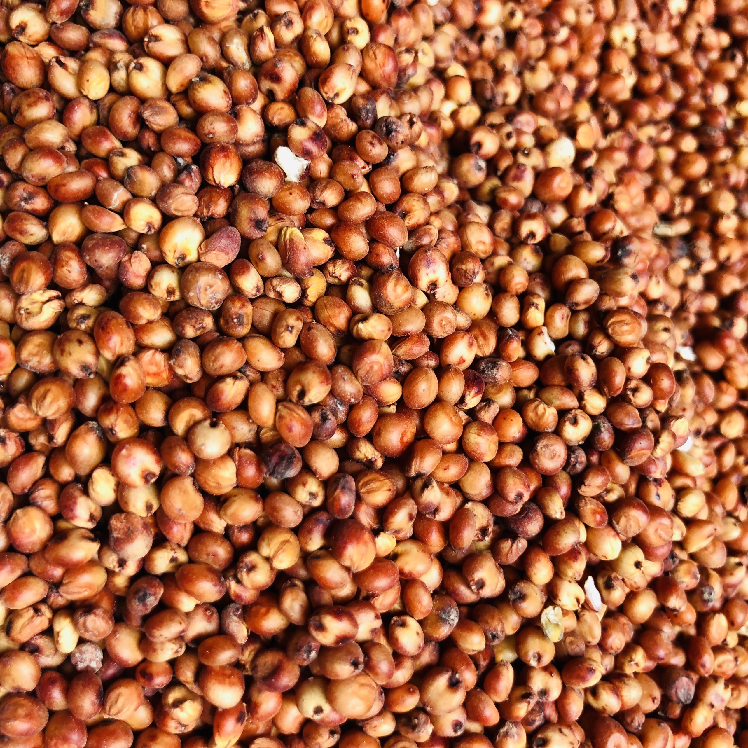 1kg hạt Bobo đỏ  , Ý Dĩ ( thức ăn yêu thích gà đá, chim cảnh... )