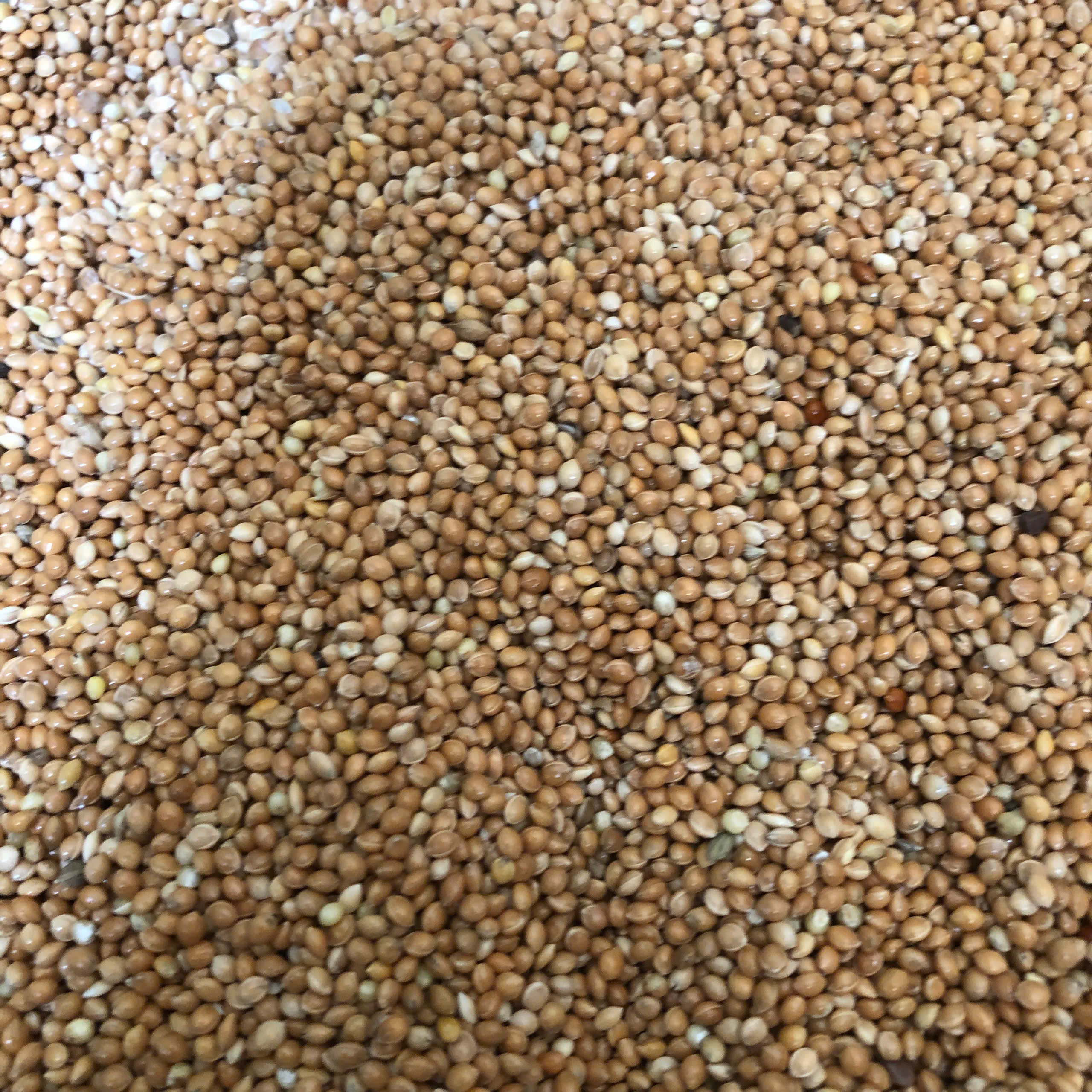 Hạt Kê Vàng gói 500g - 1kg (Chưa bóc vỏ)